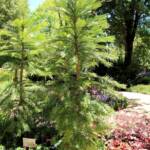 Wollemi Pine (Wollemia nobilis), Blue Mountains Botanic Garden NSW