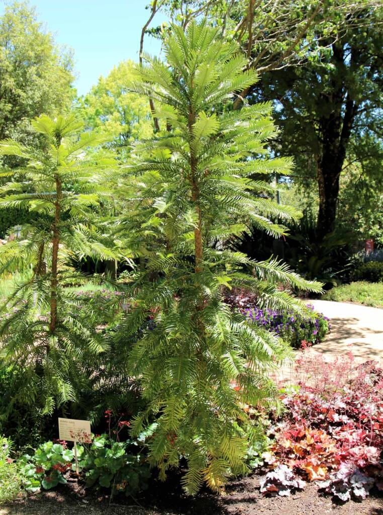 Wollemi Pine (Wollemia nobilis), Blue Mountains Botanic Garden NSW
