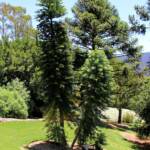 Wollemi Pine (Wollemia nobilis), Blue Mountains Botanic Garden NSW