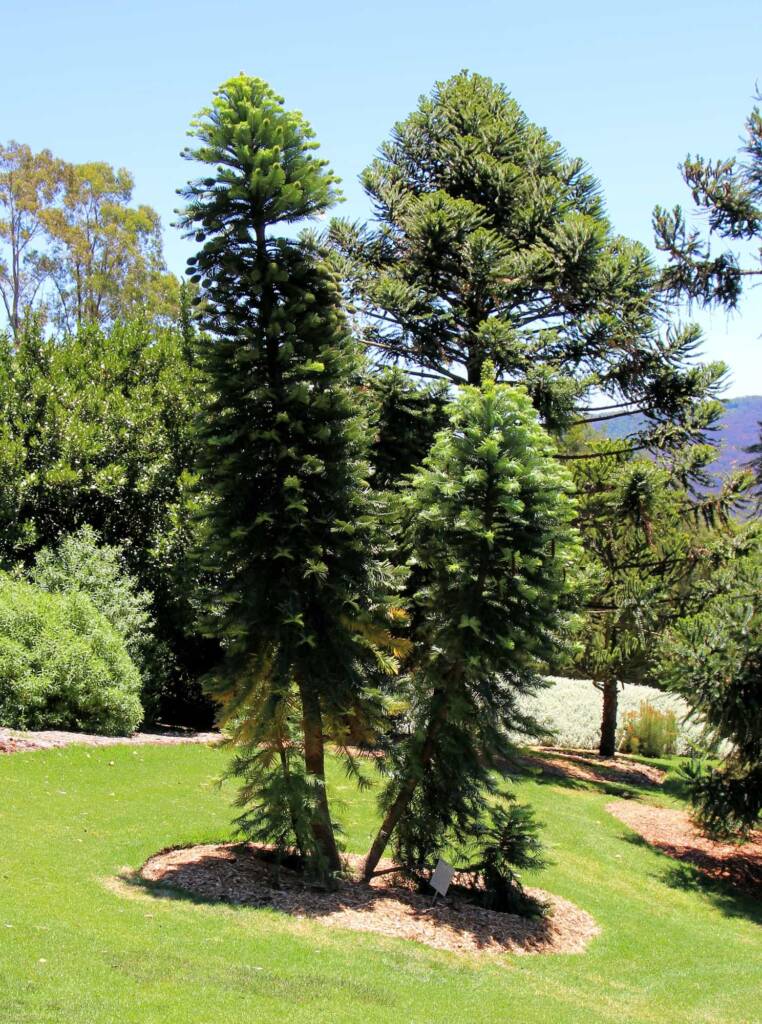 Wollemi Pine (Wollemia nobilis), Blue Mountains Botanic Garden NSW