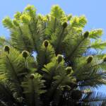 Wollemi Pine (Wollemia nobilis), Blue Mountains Botanic Garden NSW