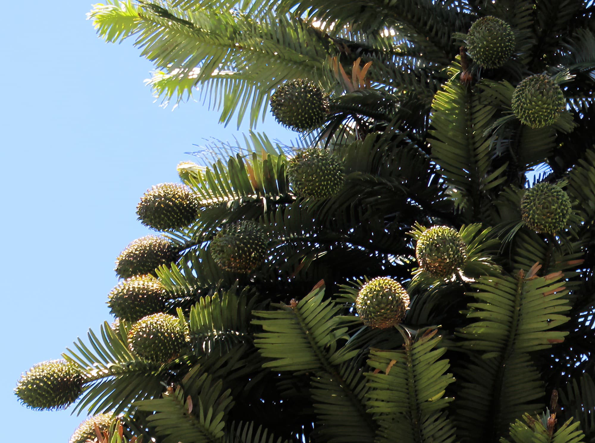 Wollemi Pine (Wollemia nobilis), Blue Mountains Botanic Garden NSW