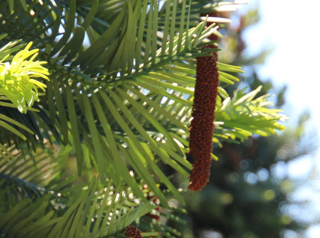 Wollemi Pine (Wollemia nobilis), Blue Mountains Botanic Garden NSW