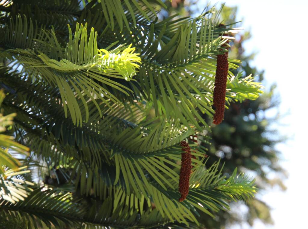 Wollemi Pine (Wollemia nobilis), Blue Mountains Botanic Garden NSW