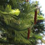 Wollemi Pine (Wollemia nobilis), Blue Mountains Botanic Garden NSW