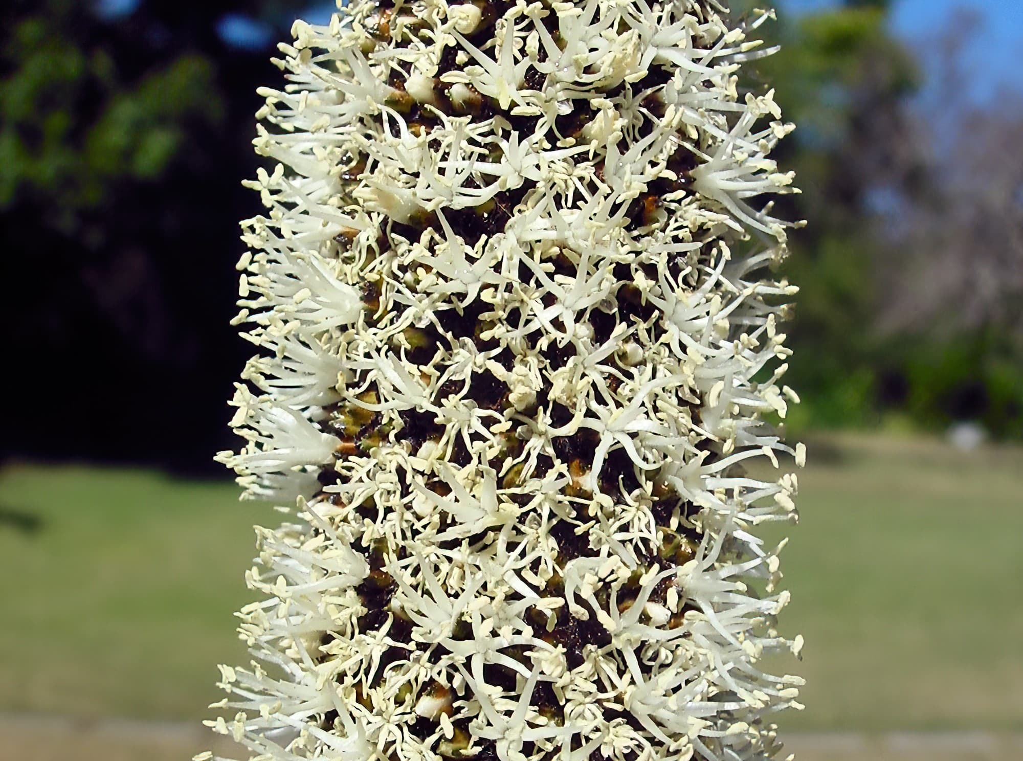 Grass Tree (Xanthorrhoea media), The Royal Botanic Garden Sydney NSW