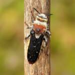 Yellow Hairy Flower Wasp (Radumeris radula), Alice Springs NT © Dorothy Latimer