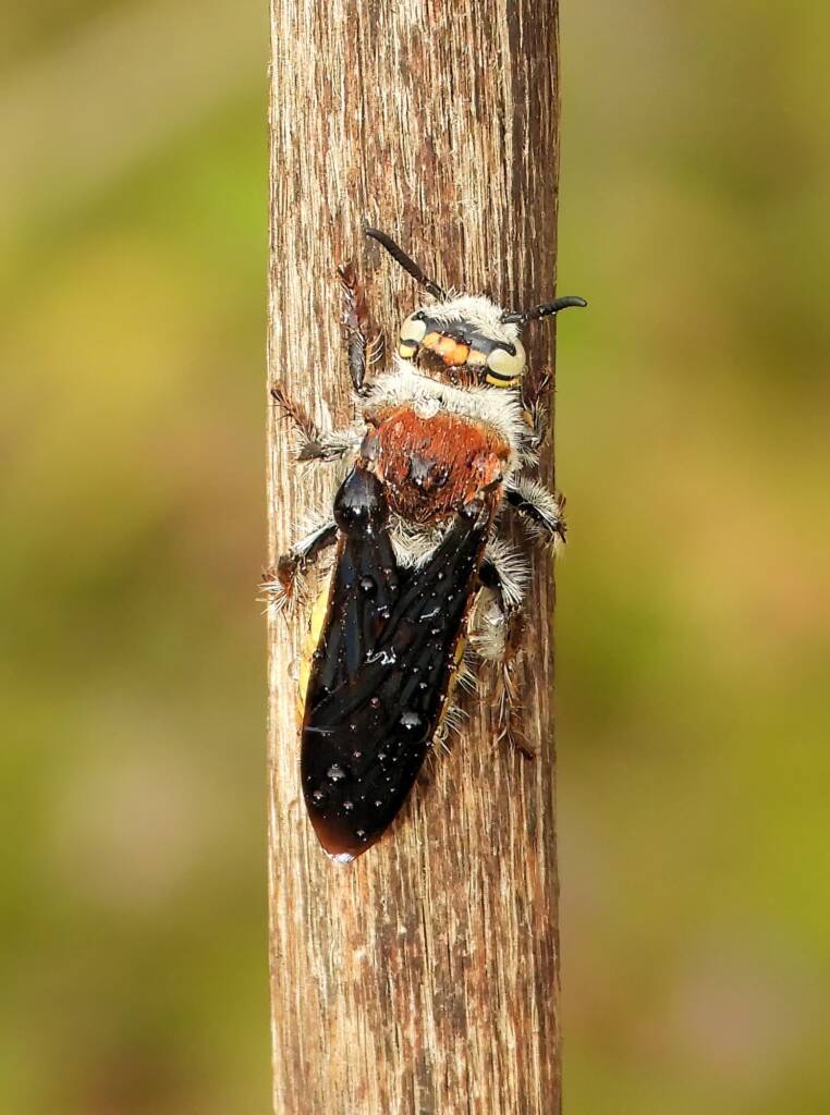 Yellow Hairy Flower Wasp (Radumeris radula), Alice Springs NT © Dorothy Latimer