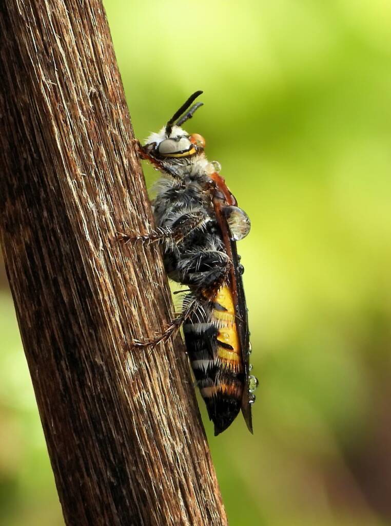 Yellow Hairy Flower Wasp (Radumeris radula), Alice Springs NT © Dorothy Latimer