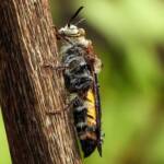 Yellow Hairy Flower Wasp (Radumeris radula), Alice Springs NT © Dorothy Latimer