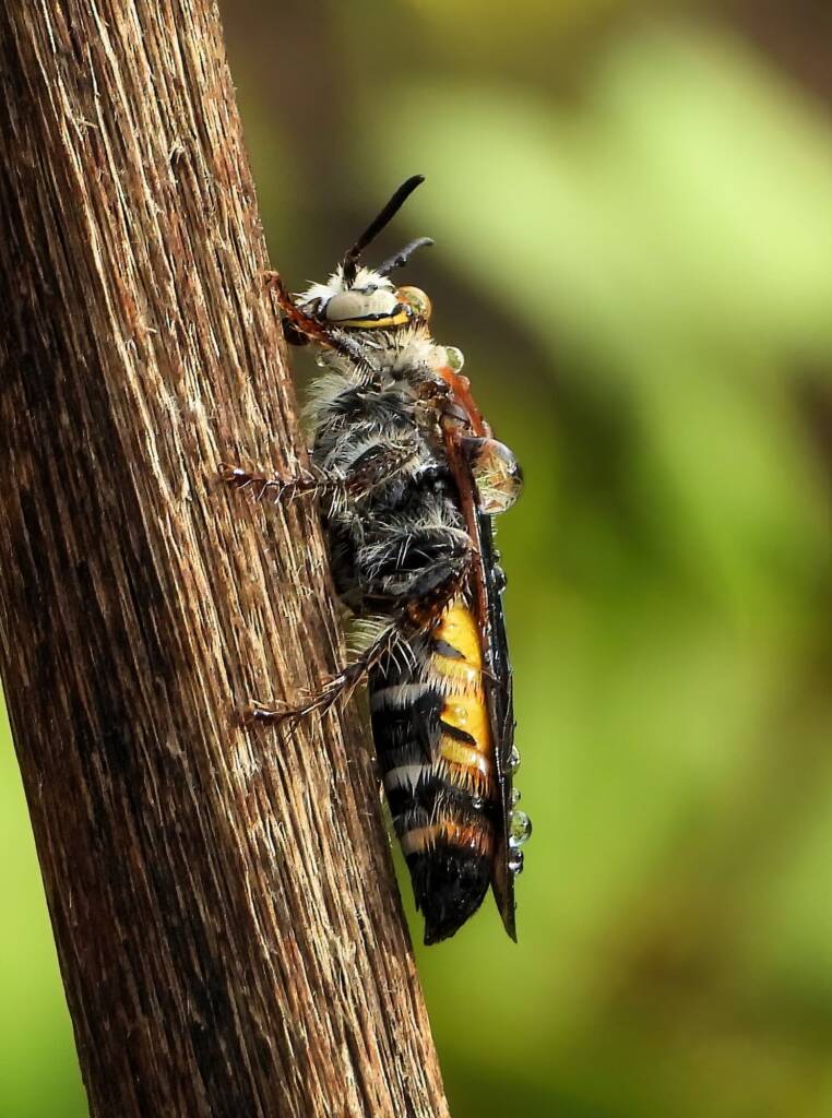Yellow Hairy Flower Wasp (Radumeris radula), Alice Springs NT © Dorothy Latimer