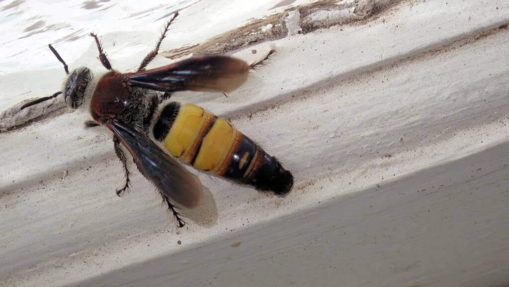 Yellow Hairy Flower Wasp (Radumeris radula), Mt Molloy FNQ QLD © Dick Whitford