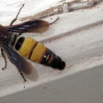 Yellow Hairy Flower Wasp (Radumeris radula), Mt Molloy FNQ QLD © Dick Whitford