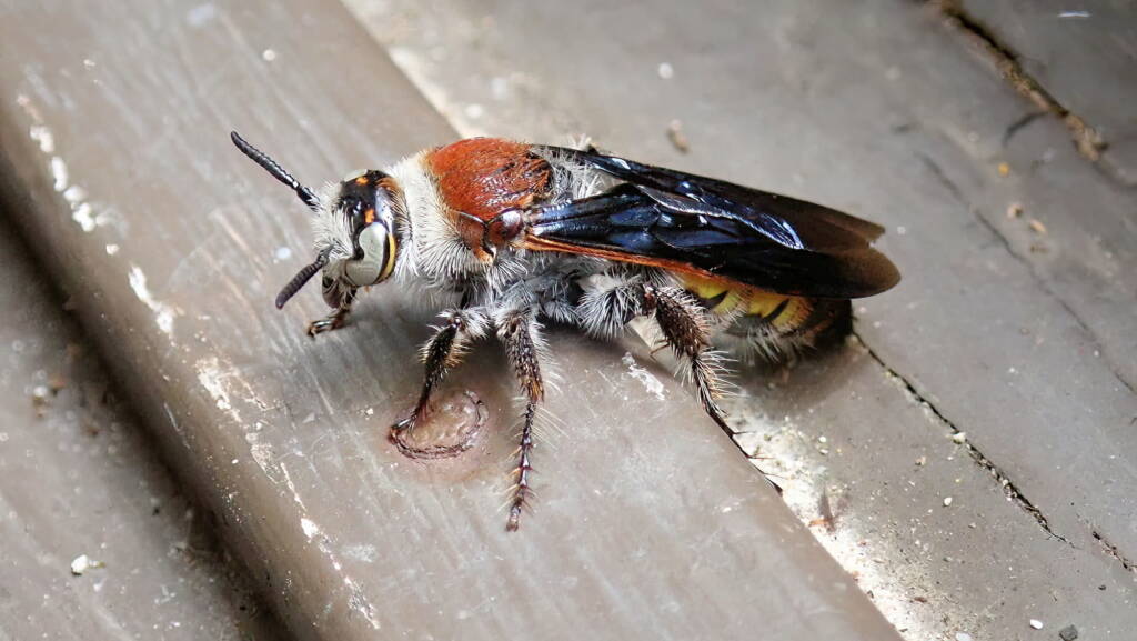 Yellow Hairy Flower Wasp (Radumeris radula), Mt Molloy FNQ QLD © Dick Whitford