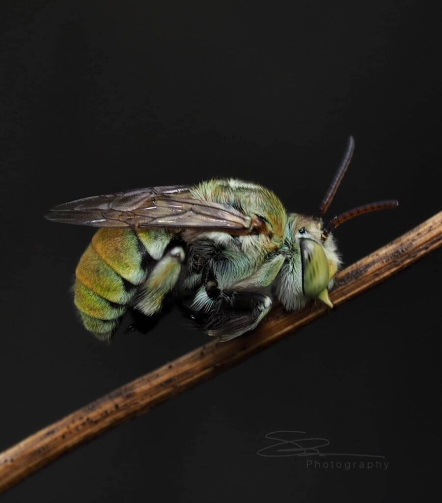 Amegilla (Notomegilla) aeruginosa (in the late evening), Darwin NT © Shane Dighton
