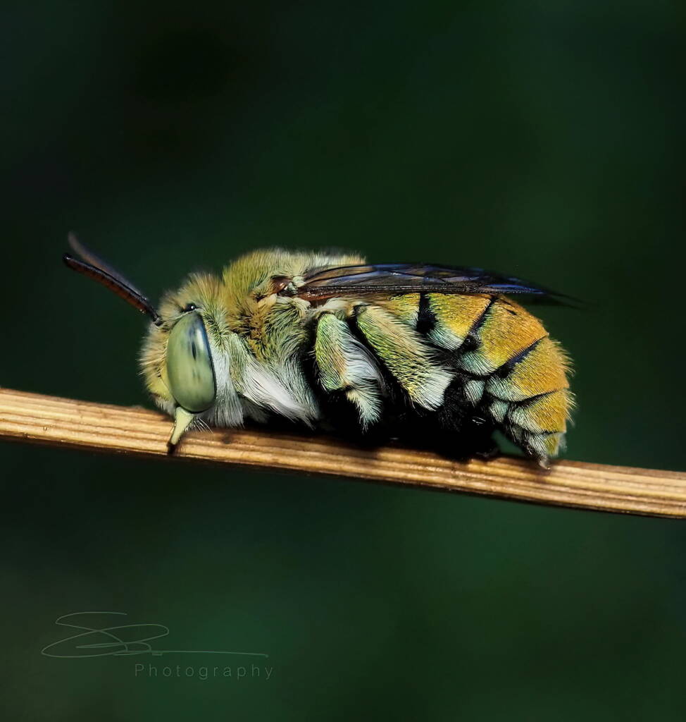 Male Amegilla (Notomegilla) aeruginosa (settling down for the evening), Darwin NT © Shane Dighton