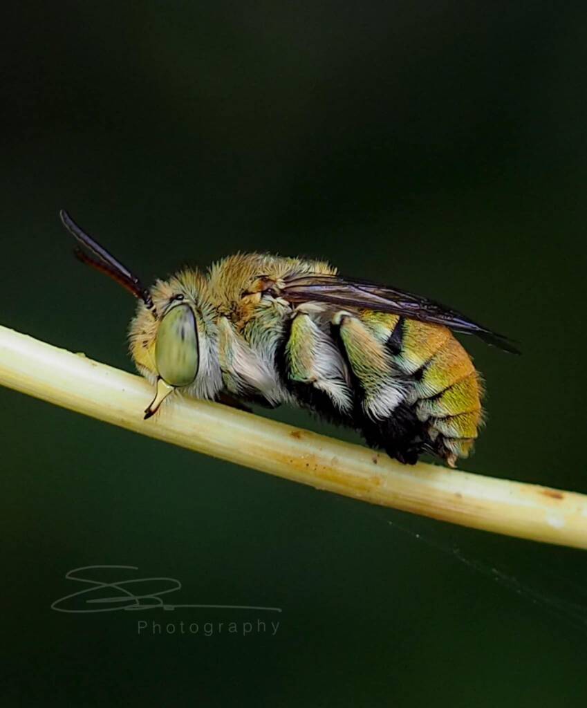 Amegilla (Notomegilla) aeruginosa (resting on the Cosmos sulphureus stem), Darwin NT © Shane Dighton