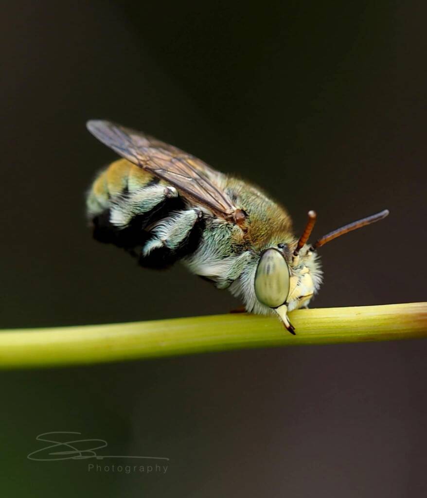 Amegilla (Notomegilla) aeruginosa (morning capture), Darwin NT © Shane Dighton