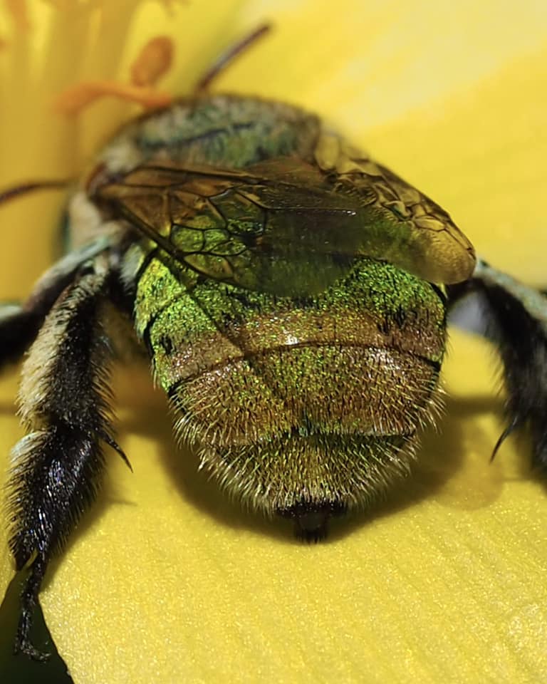 Female Amegilla (Notomegilla) aeruginosa, Darwin NT © Shane Dighton