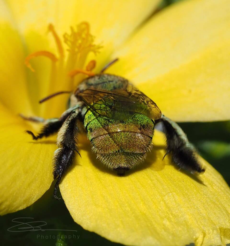 Female Amegilla (Notomegilla) aeruginosa, Darwin NT © Shane Dighton