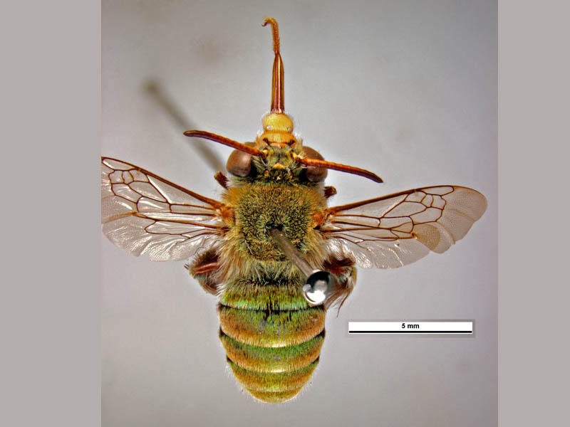 Amegilla aeruginosa (dorsal male) © Ken Walker (Source: Museums Victoria / PaDIL)