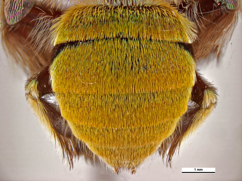 Amegilla aeruginosa (metasoma male) © Ken Walker (Source: Museums Victoria / PaDIL)