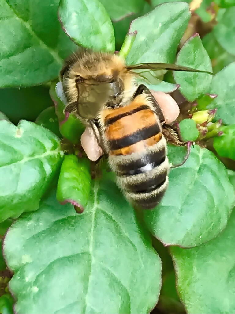 Apis mellifera on Black Pigweed (Trianthema portulacastrum) © Di Bickers, Nature Photos from My Garden