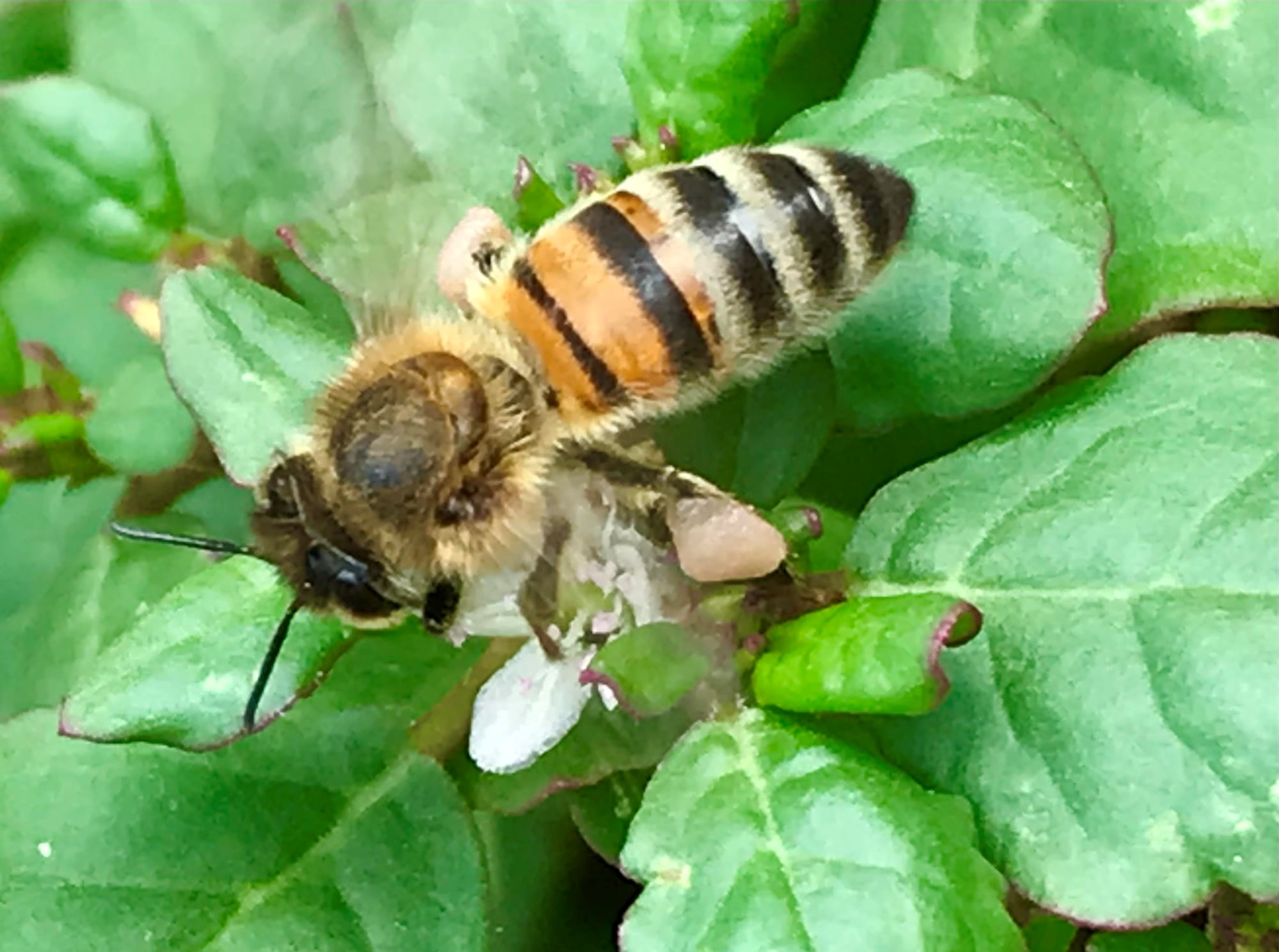 Apis mellifera on Black Pigweed (Trianthema portulacastrum) © Di Bickers, Nature Photos from My Garden
