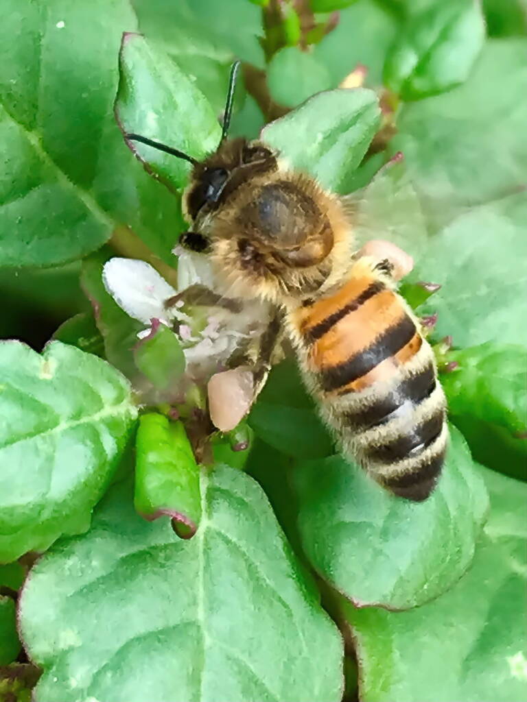 Apis mellifera on Black Pigweed (Trianthema portulacastrum) © Di Bickers, Nature Photos from My Garden