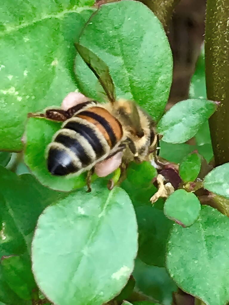 Apis mellifera on Black Pigweed (Trianthema portulacastrum) © Di Bickers, Nature Photos from My Garden