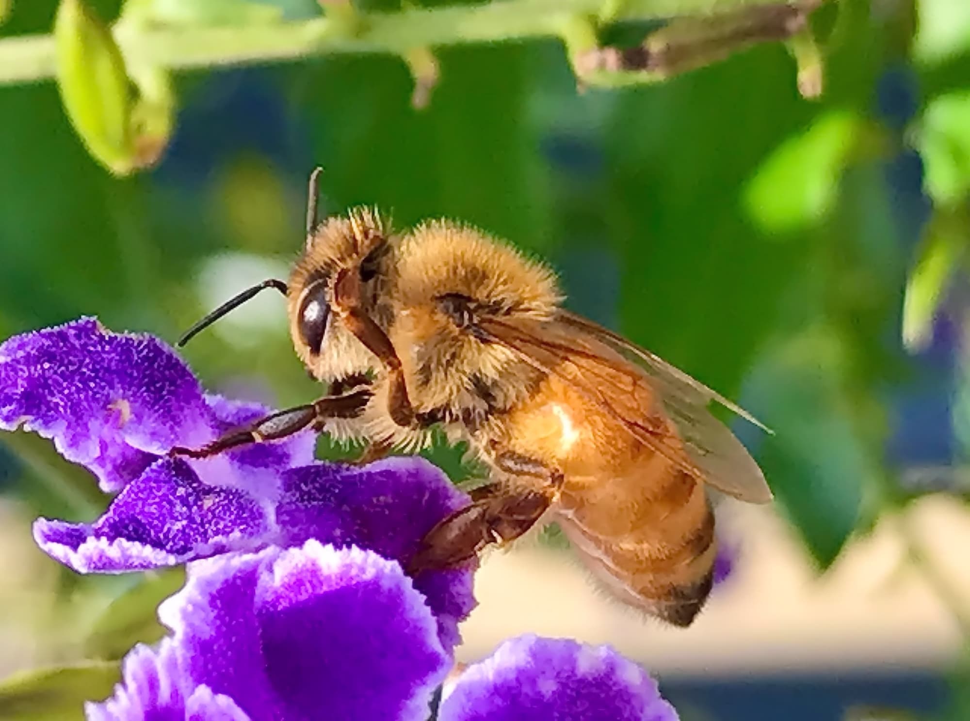 Apis mellifera on Geisha Girl (genus Duranta) © Di Bickers, Nature Photos from My Garden