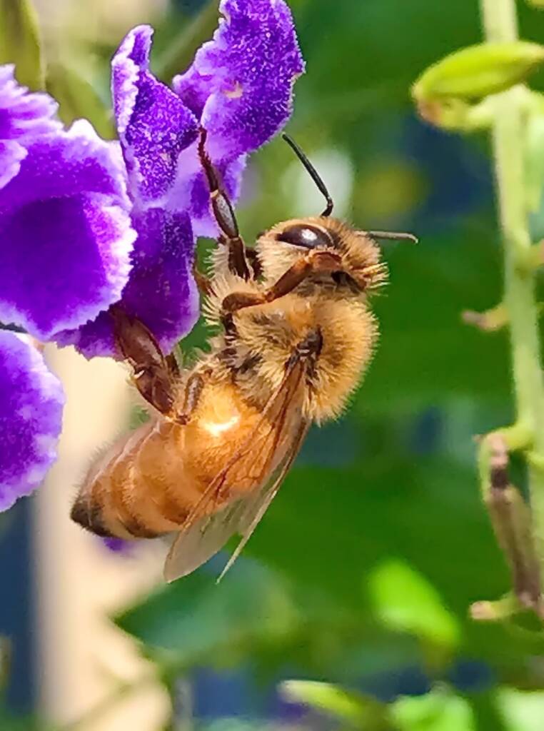 Apis mellifera on Geisha Girl (genus Duranta) © Di Bickers, Nature Photos from My Garden