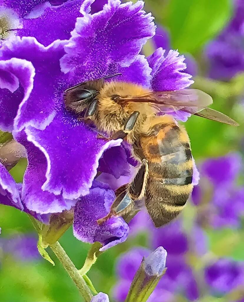 Apis mellifera on Geisha Girl (genus Duranta) © Di Bickers, Nature Photos from My Garden