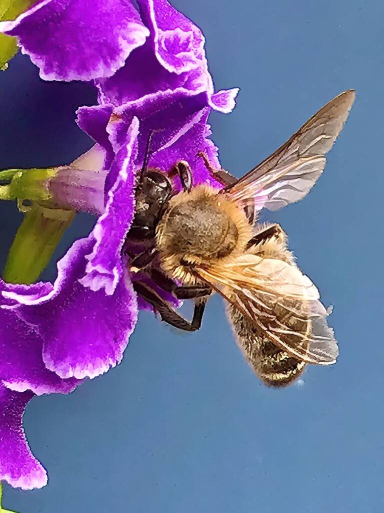 Apis mellifera on Geisha Girl (genus Duranta) © Di Bickers, Nature Photos from My Garden