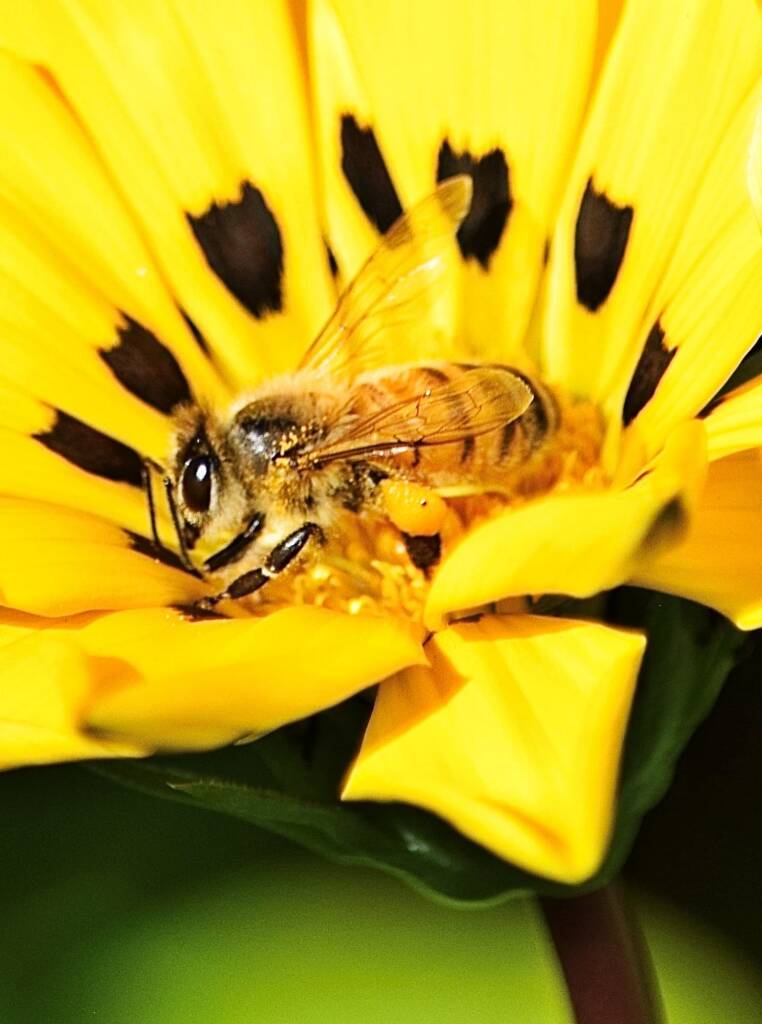 Apis mellifera on genus Gazenia © Di Bickers, Nature Photos from My Garden