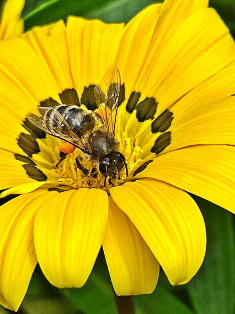 Apis mellifera on genus Gazenia © Di Bickers, Nature Photos from My Garden