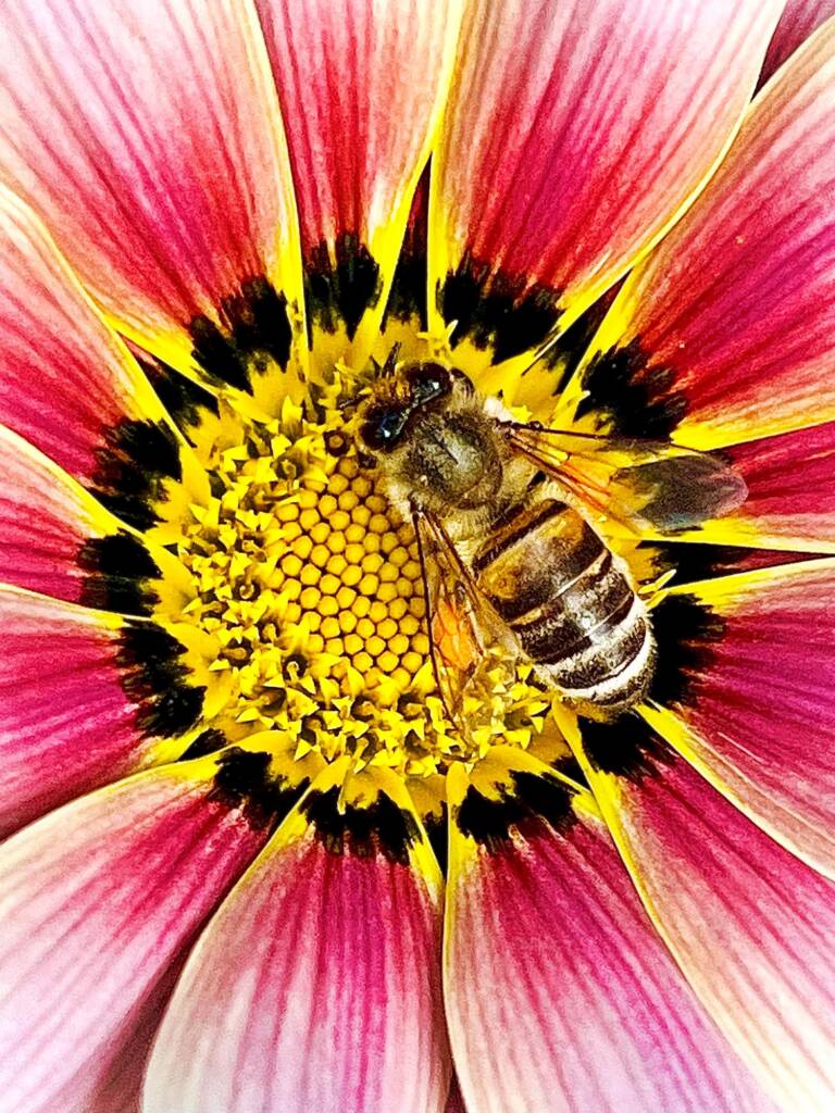 Apis mellifera on genus Gazenia © Di Bickers, Nature Photos from My Garden