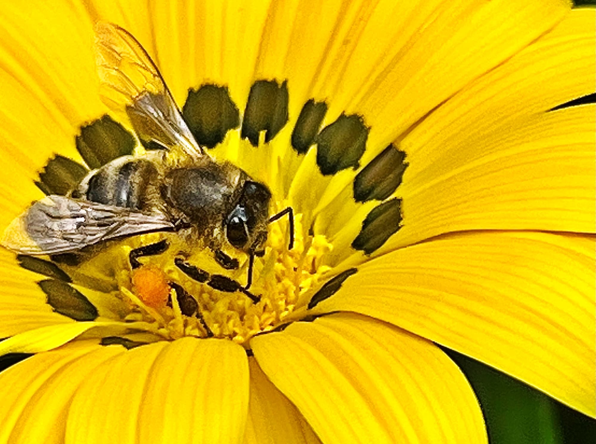 Apis mellifera on genus Gazenia © Di Bickers, Nature Photos from My Garden