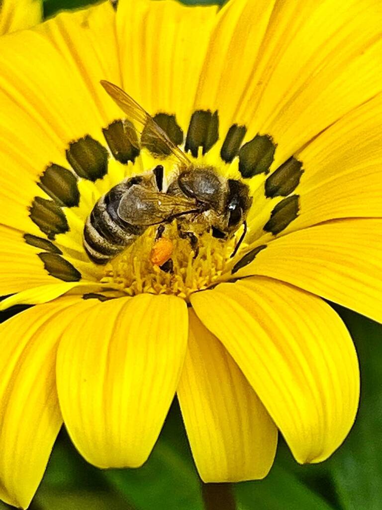 Apis mellifera on genus Gazenia © Di Bickers, Nature Photos from My Garden
