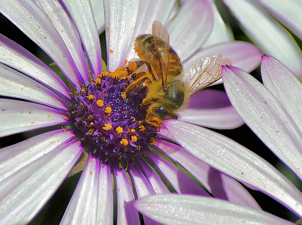 Apis mellifera on genus Osteospermum © Di Bickers, Nature Photos from My Garden