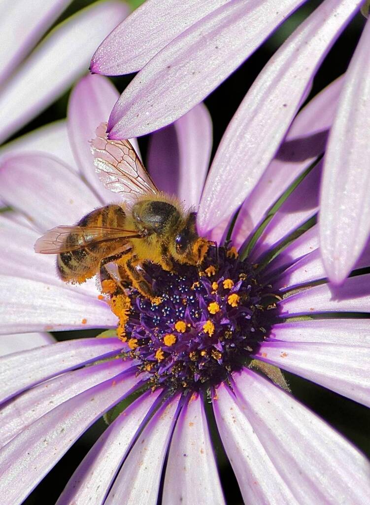Apis mellifera on genus Osteospermum © Di Bickers, Nature Photos from My Garden