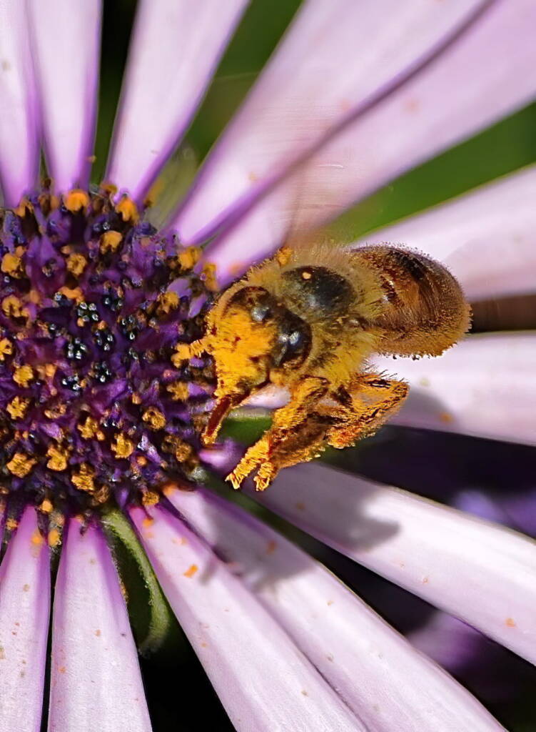 Apis mellifera on genus Osteospermum © Di Bickers, Nature Photos from My Garden