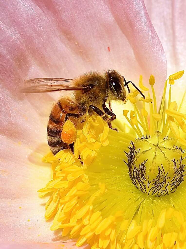 Apis mellifera on Pink Poppy (genus Papaver) © Di Bickers, Nature Photos from My Garden