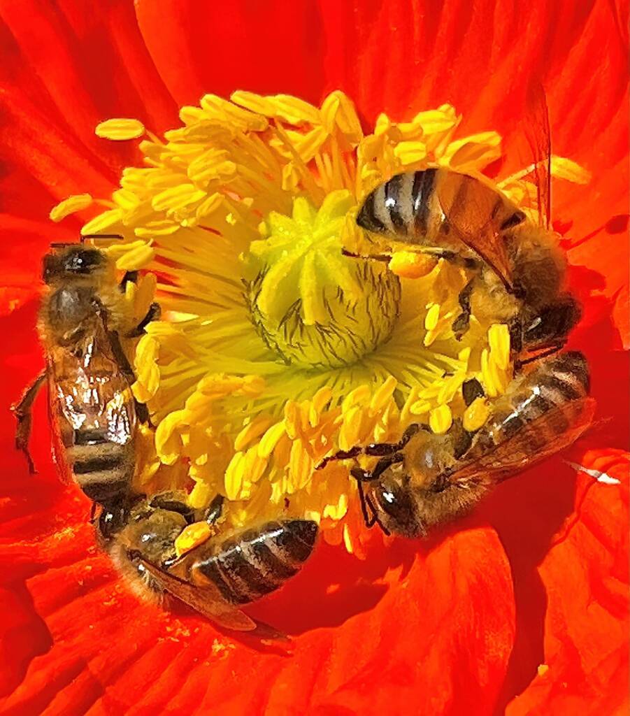 Apis mellifera on Red Poppy (genus Papaver) © Di Bickers, Nature Photos from My Garden