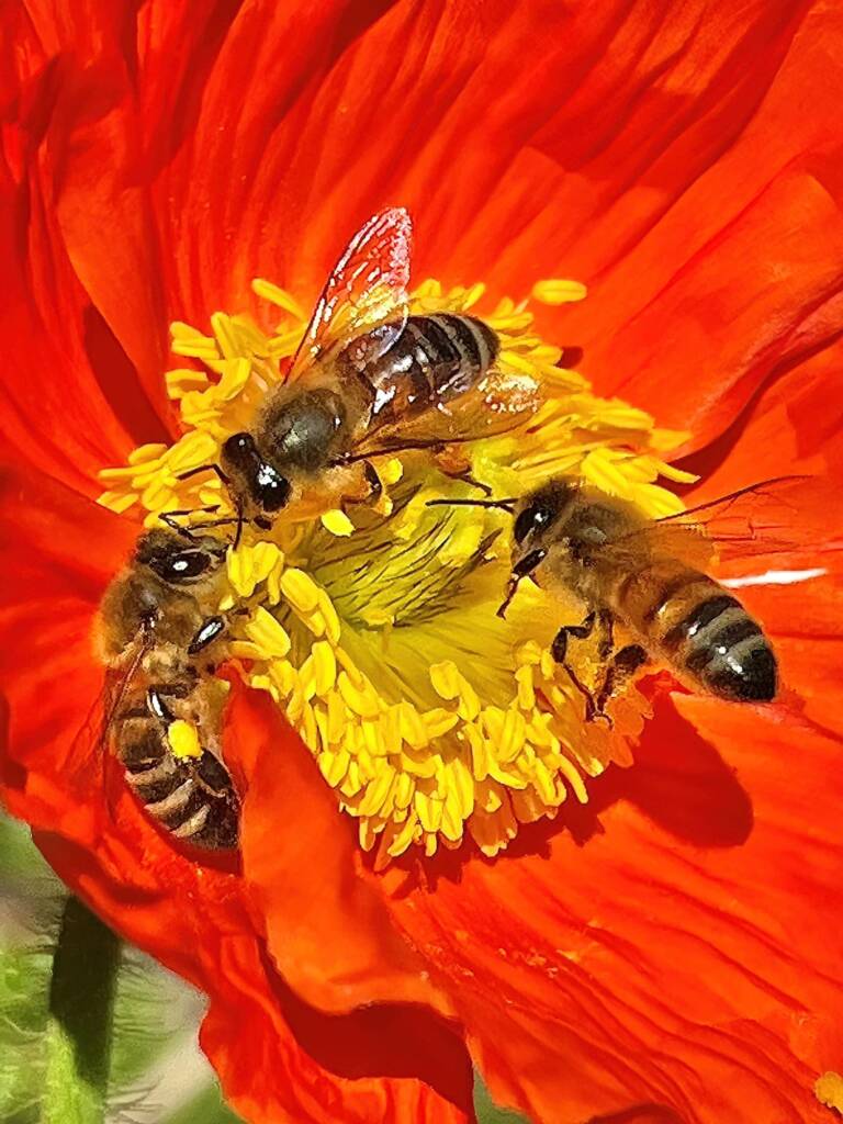 Apis mellifera on Red Poppy (genus Papaver) © Di Bickers, Nature Photos from My Garden