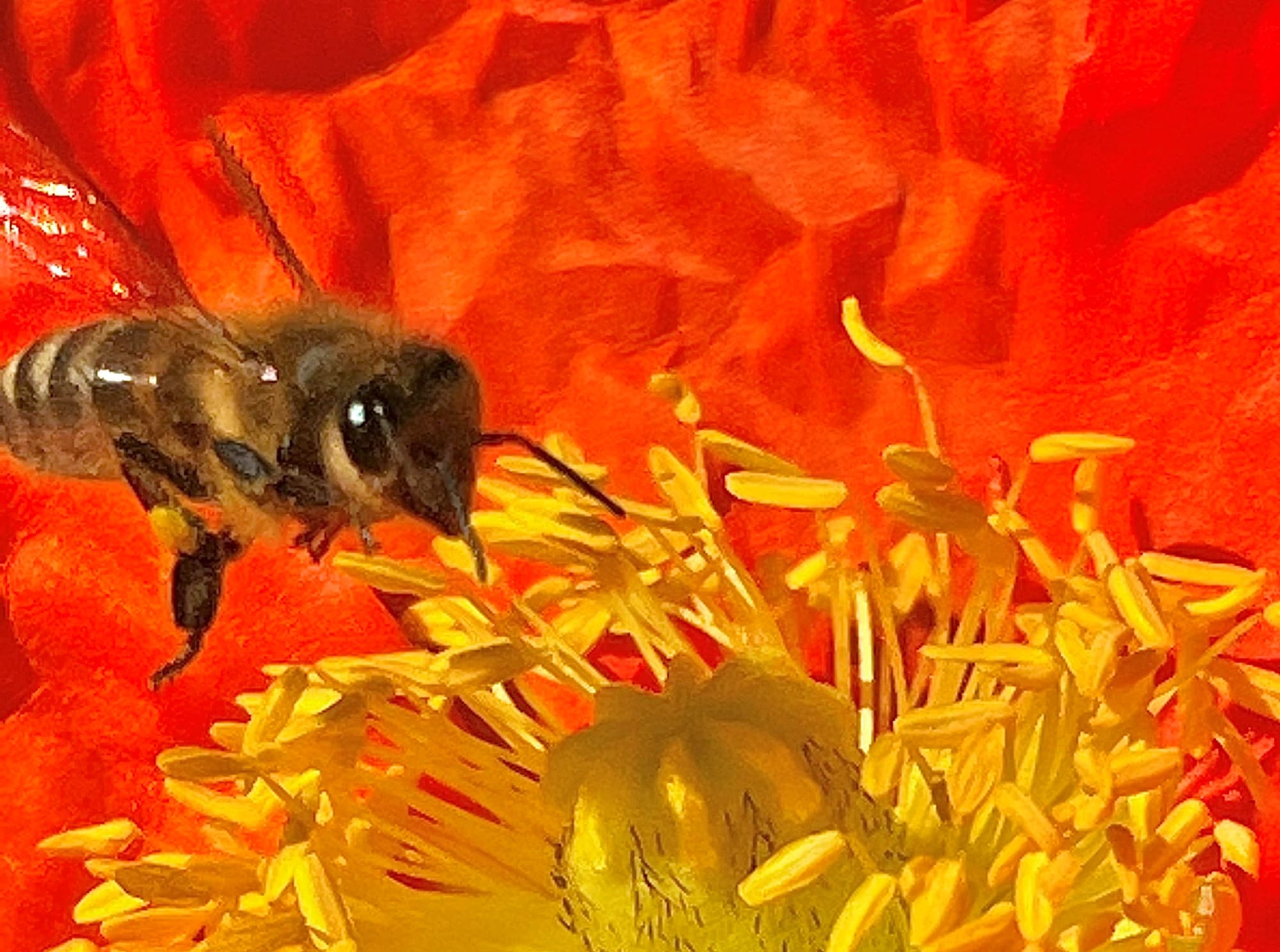 Apis mellifera on Red Poppy (genus Papaver) © Di Bickers, Nature Photos from My Garden
