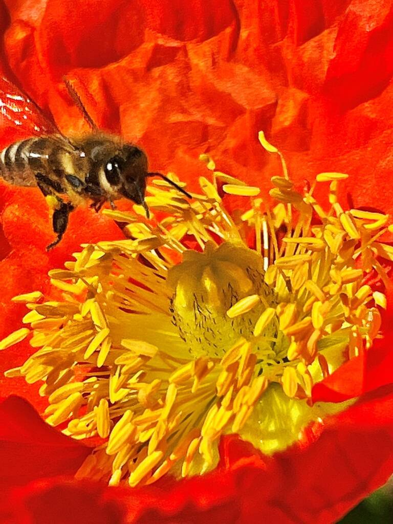 Apis mellifera on Red Poppy (genus Papaver) © Di Bickers, Nature Photos from My Garden