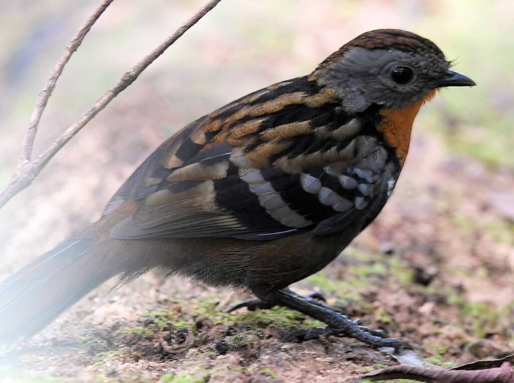 Australian Logrunner (Orthonyx temminckii), O'Reillys, Lamington National Park QLD