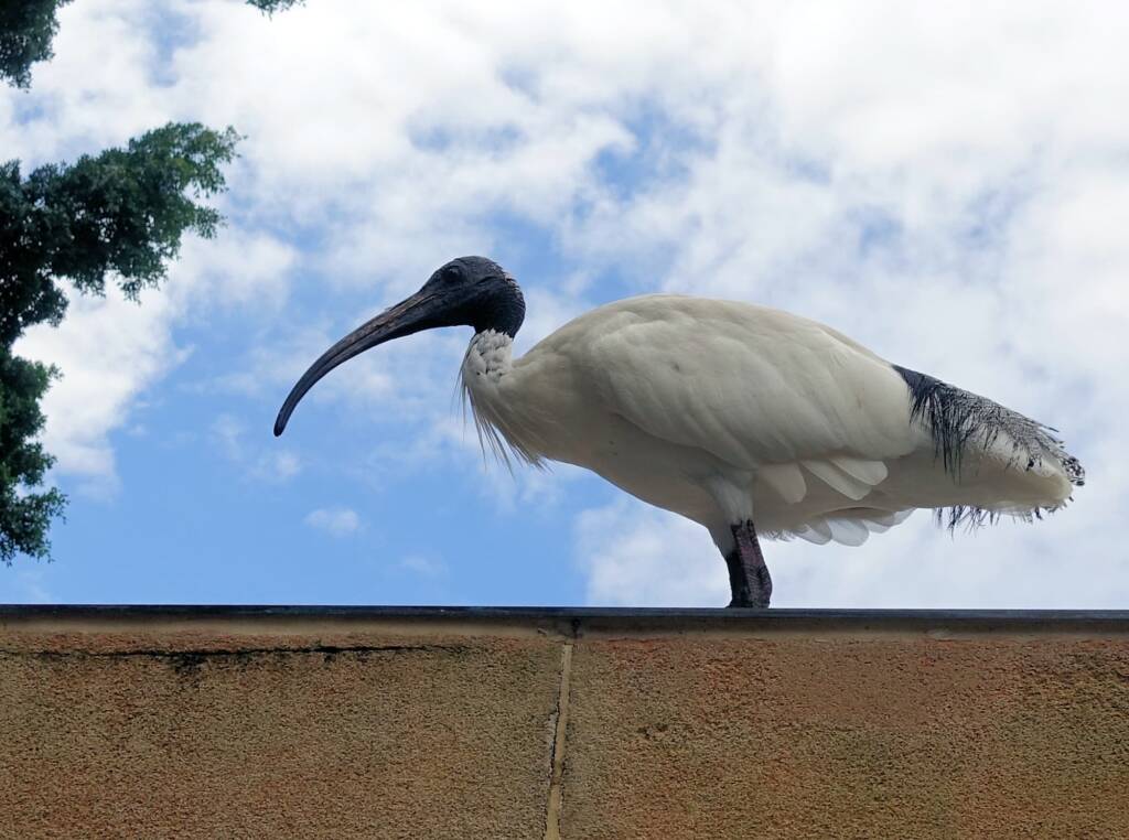 Australian White Ibis (Threskiornis molucca), Hyde Park, Sydney NSW