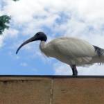Australian White Ibis (Threskiornis moluccus), Hyde Park, Sydney NSW